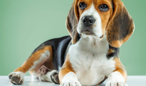 Tout Savoir Sur Le Beagle Maître et chien épanouis