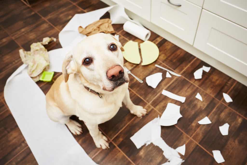 Chien désobeissant dresser son chien