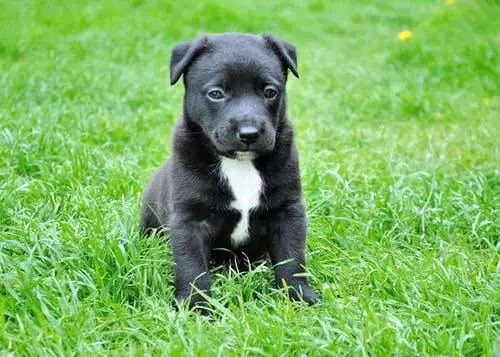 comment éduquer son chien