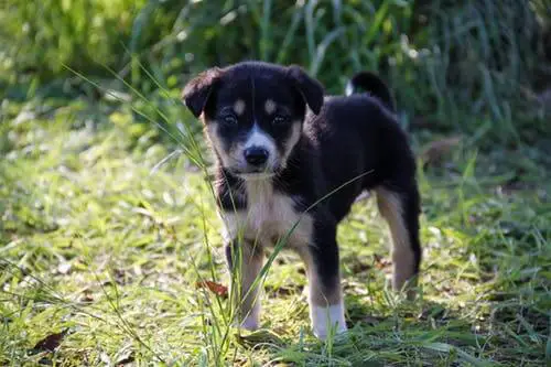 dressage chiot