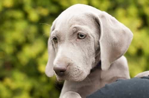 comment eduquer facilement son chien
