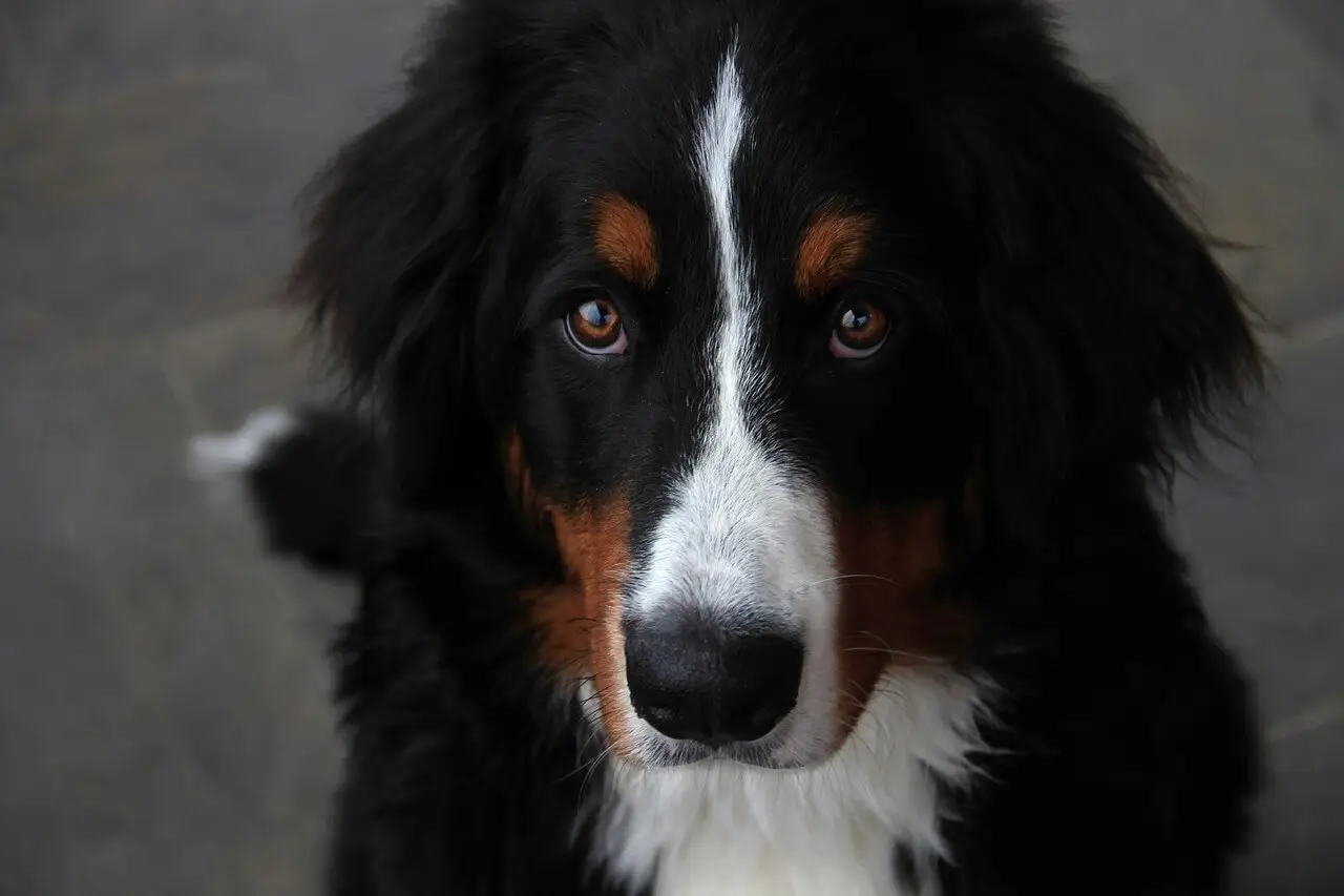 dressage-chien
