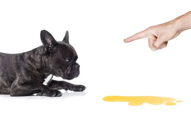 apprendre-la-proprete-a-son-chiot