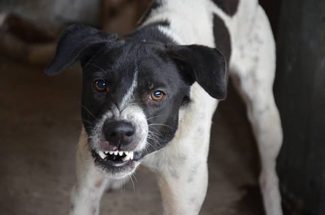 Chien méchant