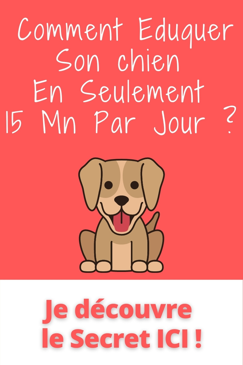 Chien Qui Se mord La Queue Origines, Symptômes et Conseils Maître et chien épanouis