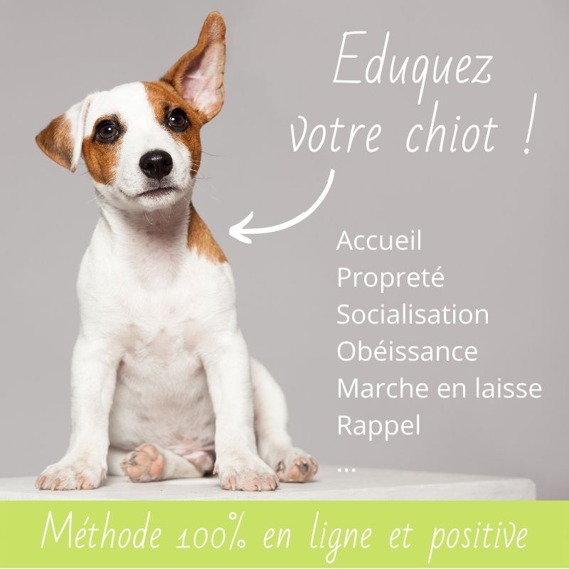 education-canine-chiot