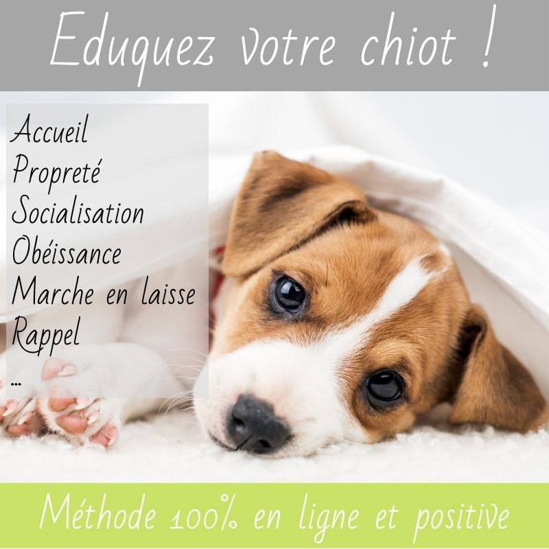 education-chiot