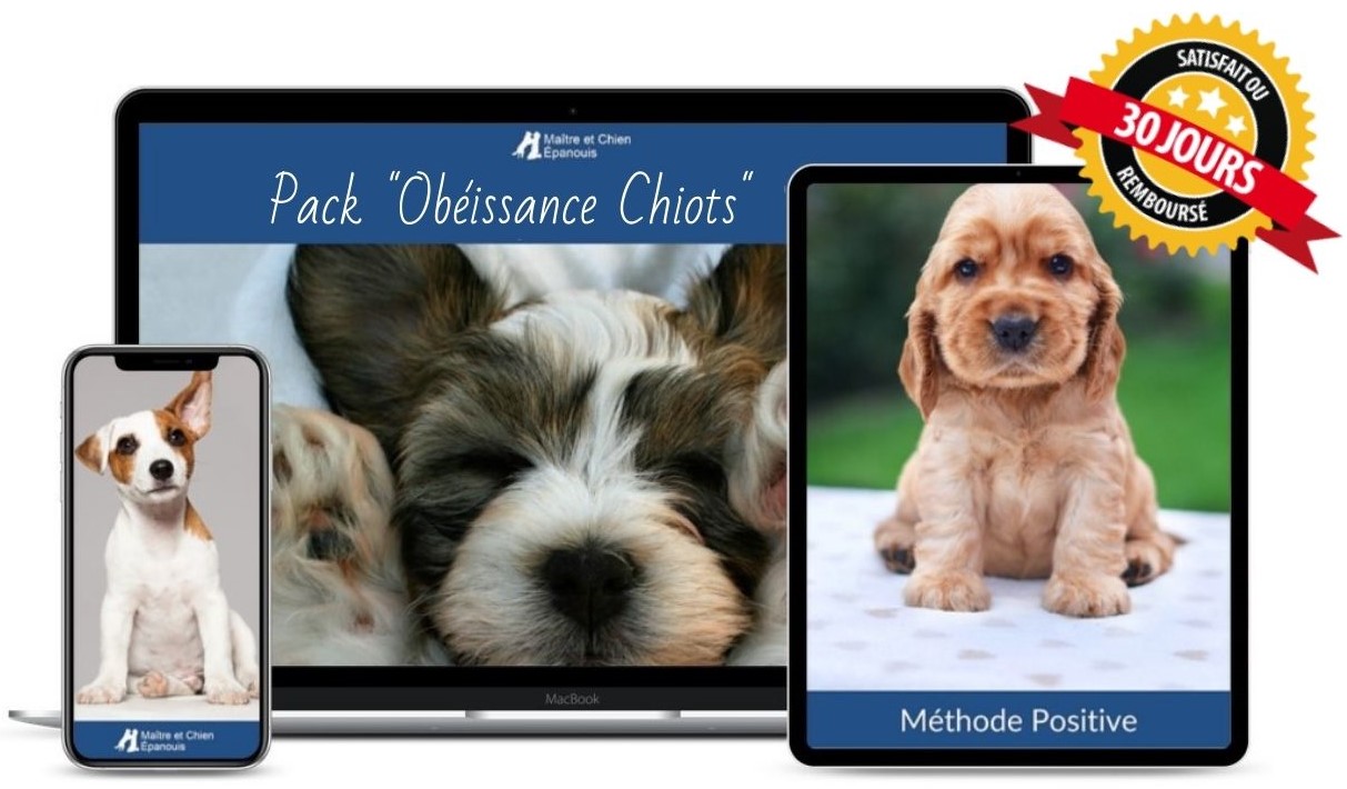Pack-obeissance-chiots