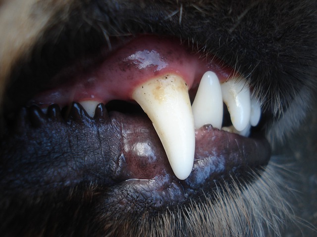 dents-chien