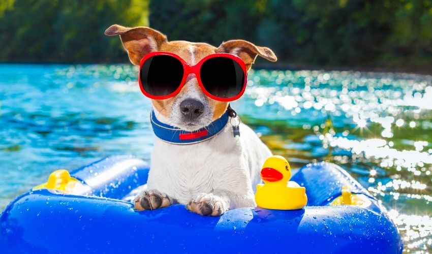 Jack-Russel-dans-une-piscine-pour-chien