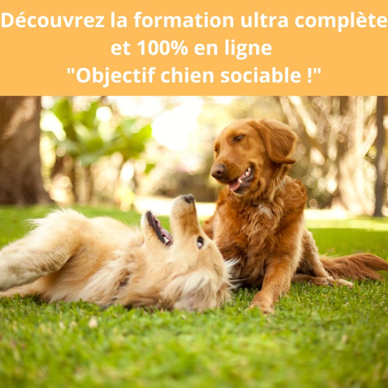 formation-chien-sociable