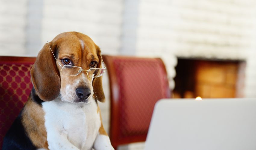 chien-beagle-avec-des-lunettes