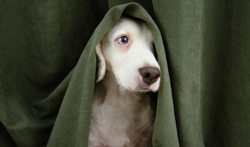 chien-blanc-sous-couverture-verte