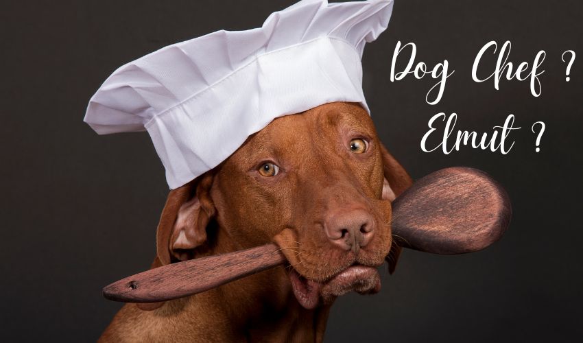 elmut-ou-dog-chef-comparatif
