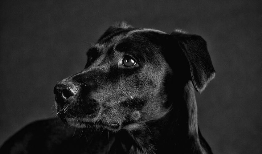 chien-noir-portrait
