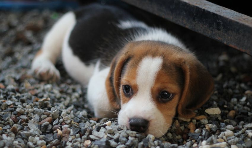chiot-beagle-2-mois-couché