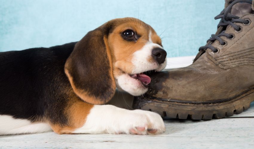 chiot-beagle-qui-mordille-une-chaussure