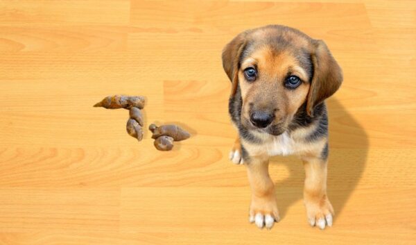 Mon Chien Ne Fait Pas Ses Besoins En Promenade - MCE