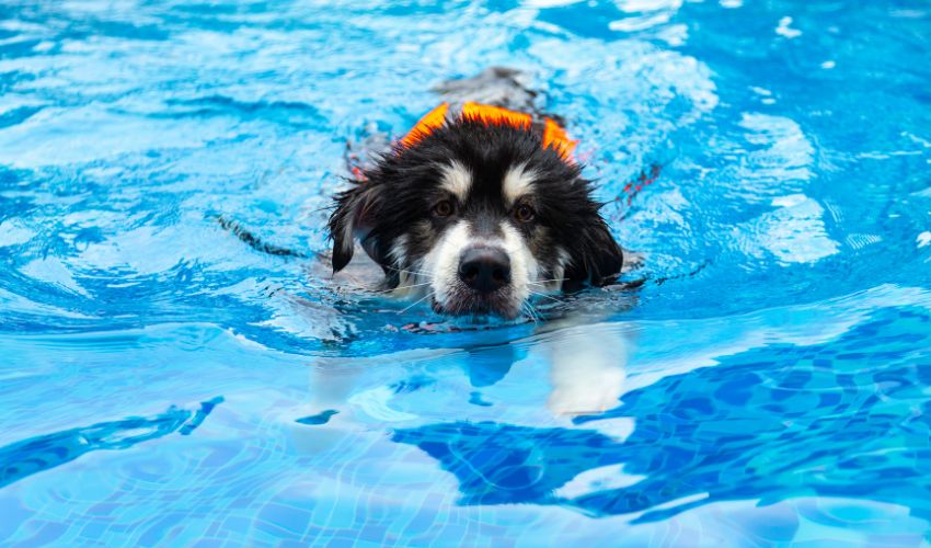 chien-hyperactif-qui-nage