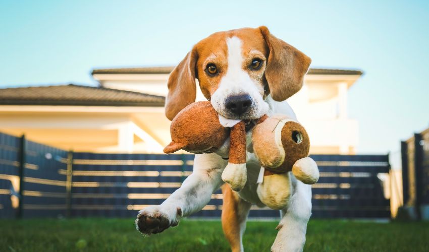 beagle-avec-un-jouet