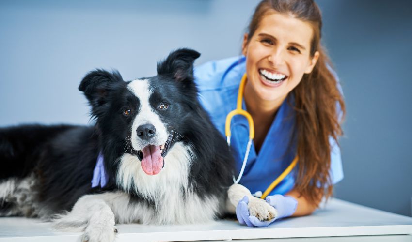 medical-training-chien-et-veterinaire-heureux