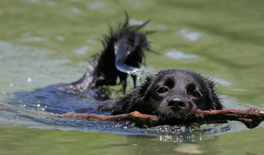 chien-noir-qui-nage