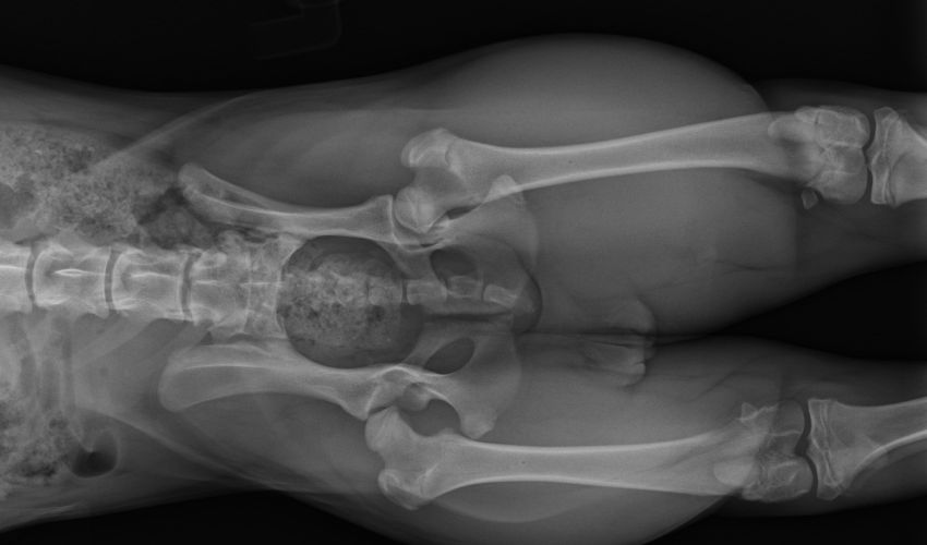 dysplasie-hanche-chien-radiographie