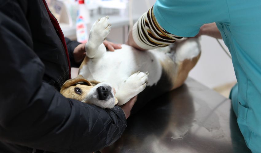 chien-beagle-chez-veterinaire-pour-diabete