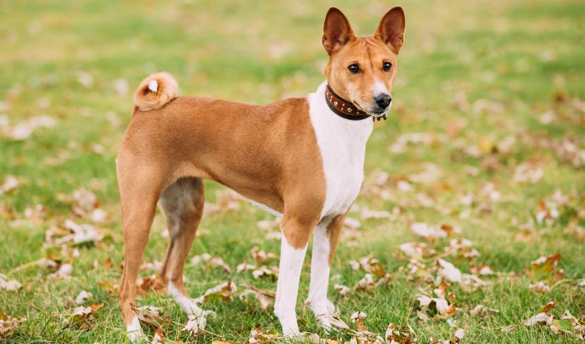 chien-basenji-marron-et-blanc