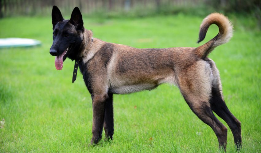 Berger-belge-malinois-debout