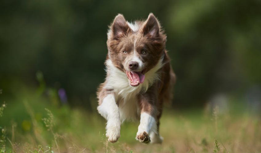 chien-berger-border-collie