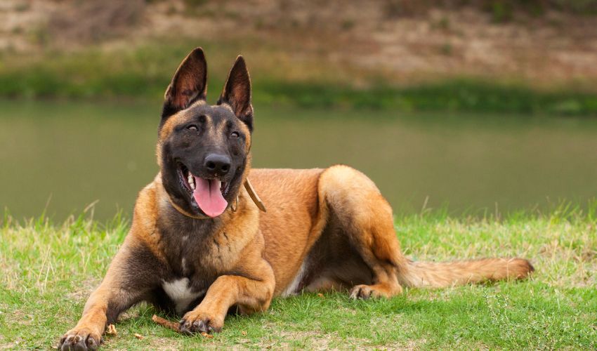 chien-malinois-couche