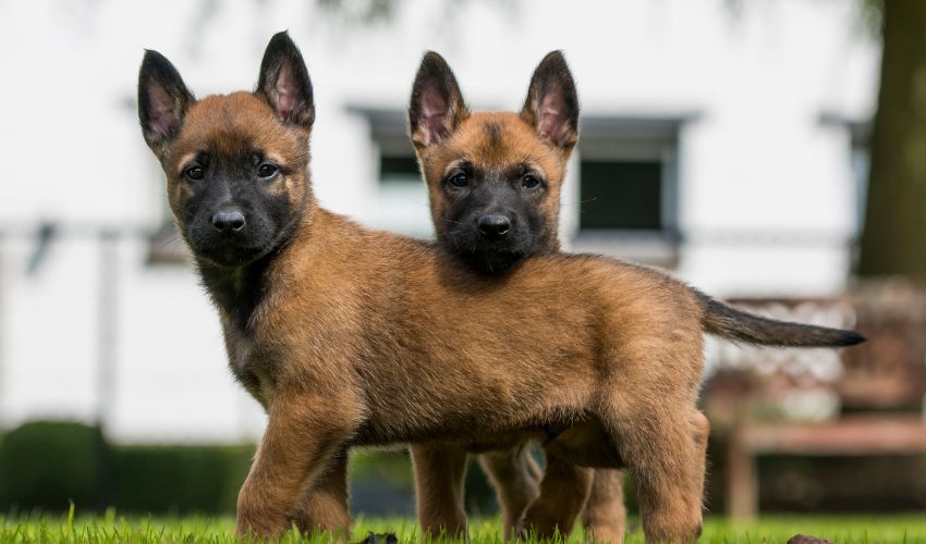 chiots-berger-belge-malinois