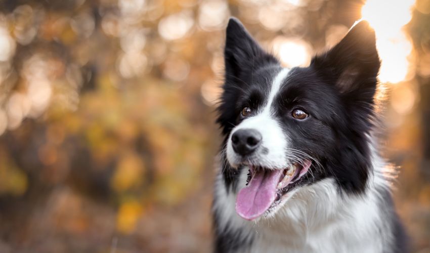 race-border-collie