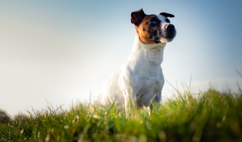 chien-race-Jack-Russell-Terrier