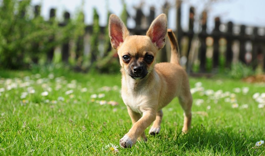 chiot-race-chihuahua