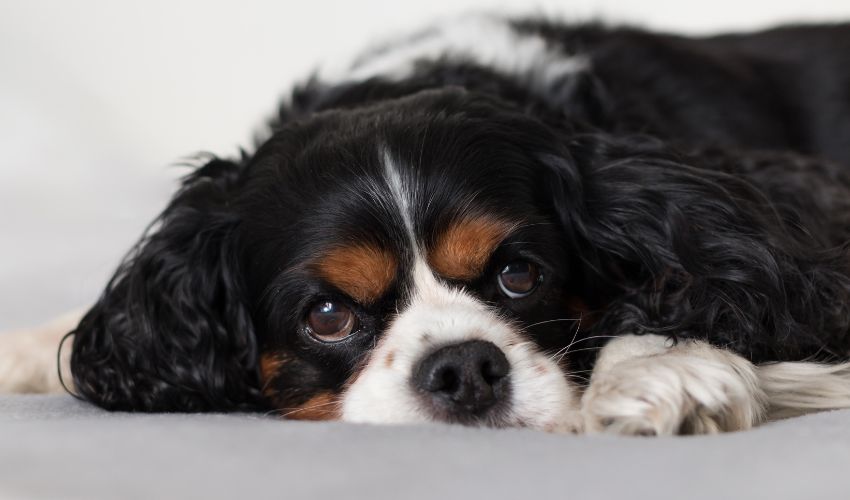 chien-race-cavalier-king-charles-tricolore