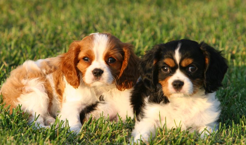 deux-chiens-cavlier-king-charles